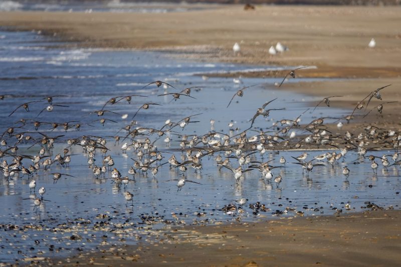 Bécasseaux variables et sanderlings